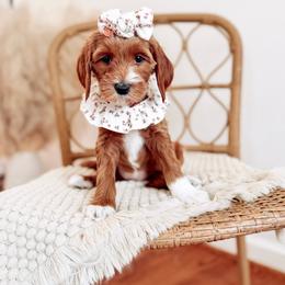 Honey - Red  female Goldendoodle puppy in Chesapeake, Virginia from Buck's Pups