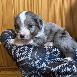 Aussiedoodle, Bordoodle, and Goldendoodle Puppies from Korbella Farm