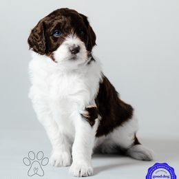 Stella - Brown and white Aussiedoodle puppy in Appleton, Wisconsin from Summers Haven Doodles