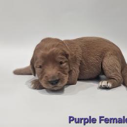 Amber - Red  female Goldendoodle puppy in Mocksville, North Carolina from Hunting Creek Farm & Kennel