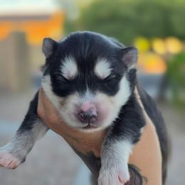 Eugeo - Black and white male Siberian Husky puppy in Buckeye, Arizona from Anime Huskies