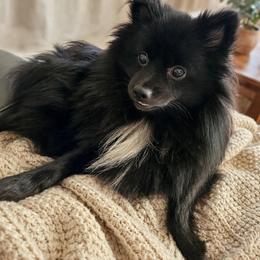 Charlie - Pomeranian