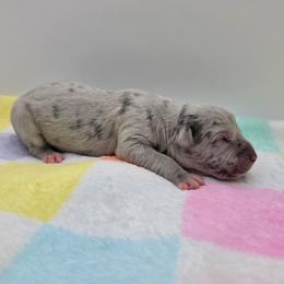Charlotte - Merle female Great Dane puppy in Kannapolis, North Carolina from Carolina Great Danes & Toy Poodles