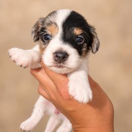 Hermine - Dapple female Dachshund puppy in Jarales, New Mexico from Poker Paws Dachshunds