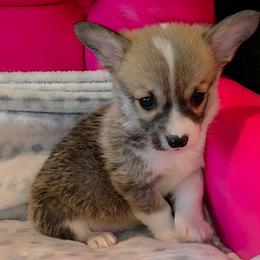 Winston - Sable male Pembroke Welsh Corgi puppy in New Hampshire from Muddy Paws Corgis