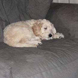 Poodle and Sheepadoodle Puppies from Wagner Kennels