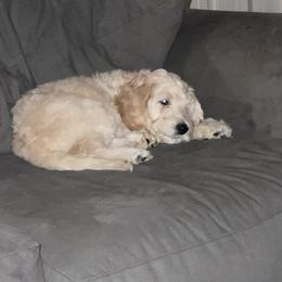 Poodle and Sheepadoodle Puppies from Wagner Kennels