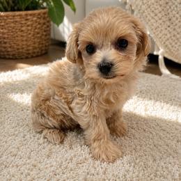 Duke Hudson - Cream male Maltipoo puppy in Greenville, North Carolina from ENC Goldendoodles And Maltipoos
