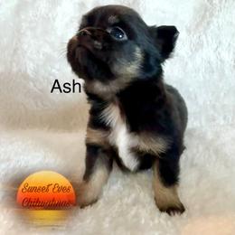 Chihuahua Puppies from Sunset Eves Chihuahuas