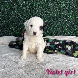 Violet girl - Black and white female Bernedoodle puppy in Modesto, California from Two Doods Doodles