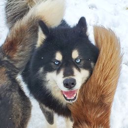 Kush - Siberian Husky