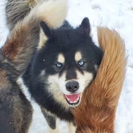 Kush - Siberian Husky