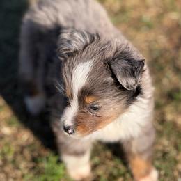 Cass - Blue merle female Toy Australian Shepherd puppy in Ambrose, Georgia from Brandilyn's Aussies