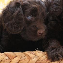 Australian Labradoodles and Goldendoodles from AKAs Doodles and Poodles, LLC