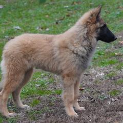 Rory - Mahogany and black male Belgian Tervuren puppy in South Point, Ohio from Aftershock Belgians
