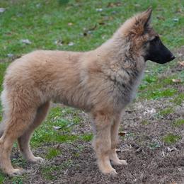 Rory - Mahogany and black male Belgian Tervuren puppy in South Point, Ohio from Aftershock Belgians