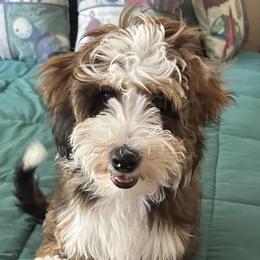 Sadie - Bernedoodle