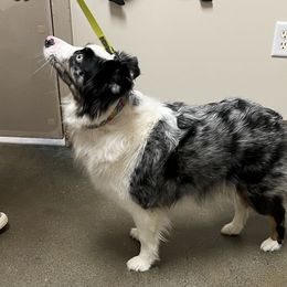 Missi - Miniature Australian Shepherd