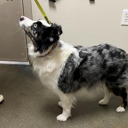Missi - Miniature Australian Shepherd