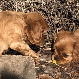 Cavalier King Charles Spaniel Puppies from MoxMox Cavaliers