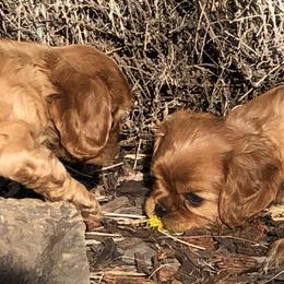 Cavalier King Charles Spaniel Puppies from MoxMox Cavaliers