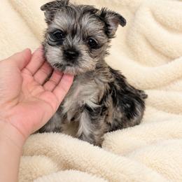 Girl Grey - Parti female Yorkshire Terrier puppy in Phoenix, Arizona from Madame Yorkie