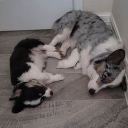 American Corgi and Pembroke Welsh Corgi All Grown Up from Boba Tea Corgis