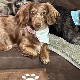 Rexi - Dachshund