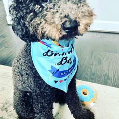 Bernedoodle, Double Doodle, and Goldendoodle Puppies from Pia’s Doodle Poodle Wag