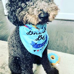 Bernedoodle, Double Doodle, and Goldendoodle Puppies from Pia’s Doodle Poodle Wag