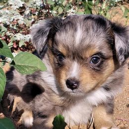 Miniature Australian Shepherd and Toy Australian Shepherd Puppies from Heritage Homestead
