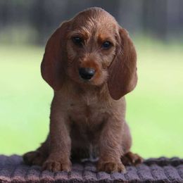Poppy - Red wheaten female Basset Fauve de Bretagne puppy in Reddick, Florida from Afterhours German Wirehaired Pointers and Basset Fauve de Bretagne