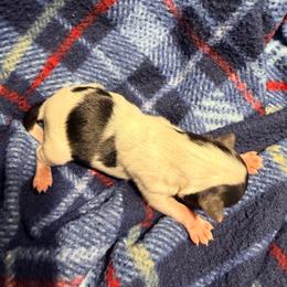 Mango (Girl 4) - Black tan and white female Biewer Terrier puppy in Las Cruces, New Mexico from De La Rosa Biewers