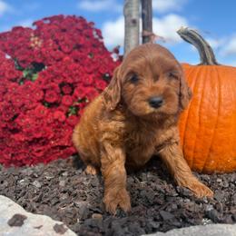Waylon - Red  male Goldendoodle puppy in Statesville, North Carolina from Ashley's Doodles