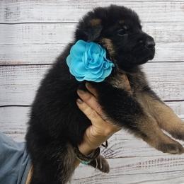 BLUE - Black and red male German Shepherd puppy in Gustavus, Ohio from Cross Kreek Kennels