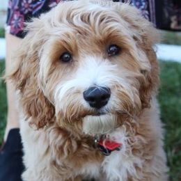 Australian Labradoodle All Grown Up from Lake Lure Labradoodles