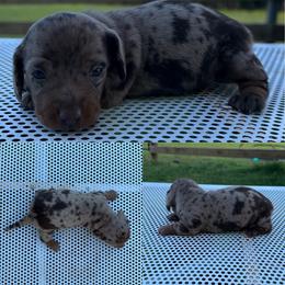 Moss - Dapple male Dachshund puppy in Pollok, Texas from Magnolia Kennels