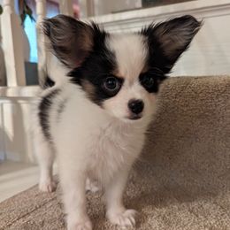 Joe - White black and tan male Papillon puppy in Blythewood, South Carolina from Southern Peach