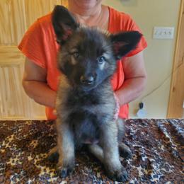 Girl 2 - female Shiloh Shepherd puppy in Caneadea, New York from Strauss Haus Shepherds