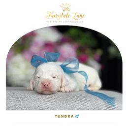Tundra - Caramel male Australian Labradoodle puppy in Clarksville, Tennessee from Fairytale Lane Australian Labradoodles