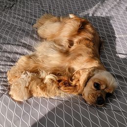 Cocker Spaniels from Tauntre American Cocker Spaniels