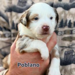Poblano - Red merle male Toy Australian Shepherd puppy in Riverton, Utah from Iron Spirit Homestead & Aussies