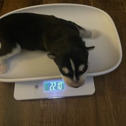 Siberian Husky Puppies from Alexandra's Siberian Huskies