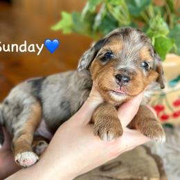 Sunday - Blue merle male Aussiedoodle puppy in Lancaster, Minnesota from Finney Ranch