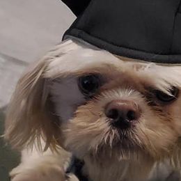 Shih Tzus from Floofah la Woofah