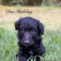 Doc Holliday (Mini Size) - Black male Bordoodle puppy in Mulino, Oregon from Korbella Farm
