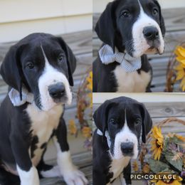 Great Dane Puppies from Cook’s Gentle Giants