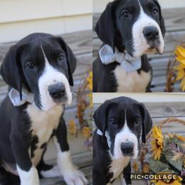 Great Dane Puppies from Cook’s Gentle Giants