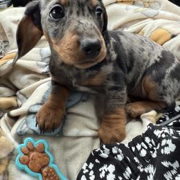 Dachshund Puppies from Cold Mountain Dachshunds