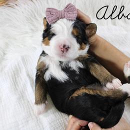 Albany - Tri-color female Bernedoodle puppy in Casa Grande, Arizona from AzDoodle Dandies